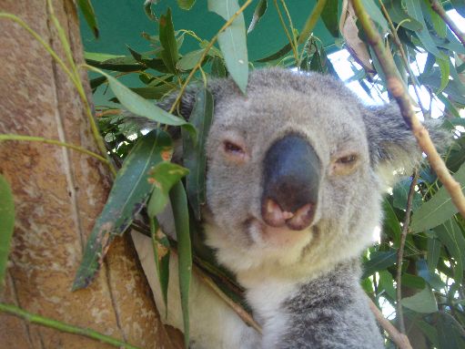 Australia Zoo - Sleepy koala