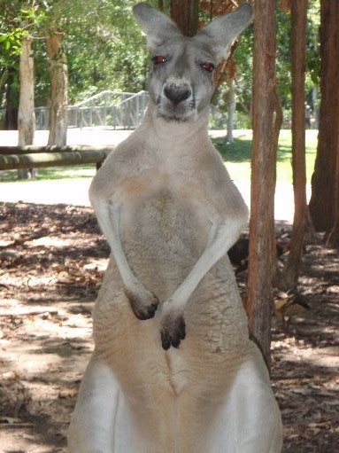 Australia Zoo - How ya goin, mate?