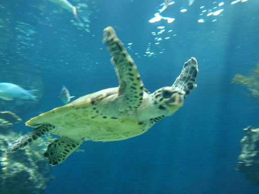 Noumea Acquarium - Turtle