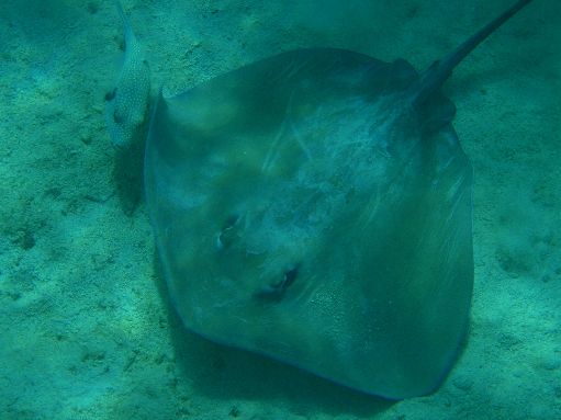 Moorea - Snorkeling with sting rays