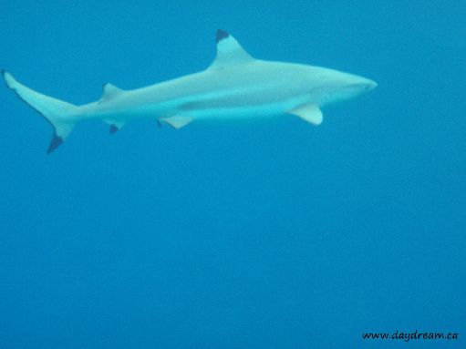 Suwarrow - Black tip reef shark