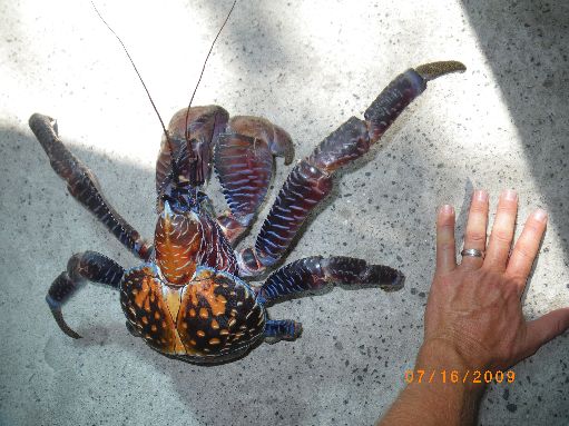 Suwarrow - Coconut crab