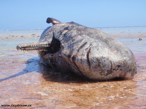 Suwarrow - Dead sperm whale