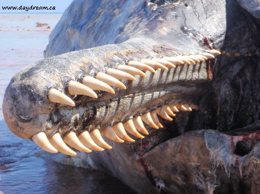Suwarrow - Dead sperm whale jaw
