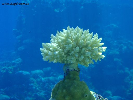 Suwarrow Atoll - click to see more photos