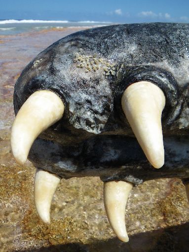 Suwarrow - My what big teeth you have!