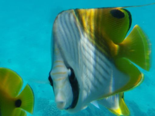 Rangiroa- Friendly reef fish