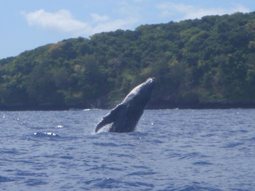 Vava'u - Humpback baby breaching