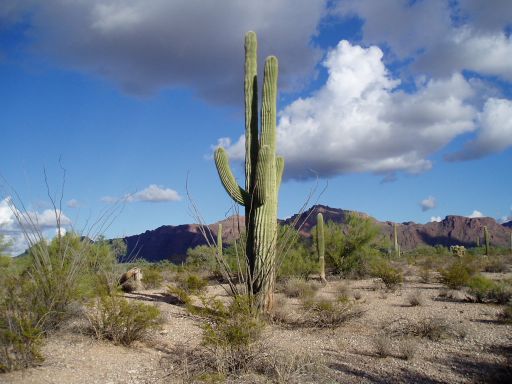 Organ Pipe Cactus Park - click here to see more images